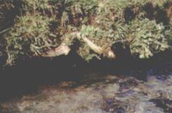 Truite - les abris sous berges